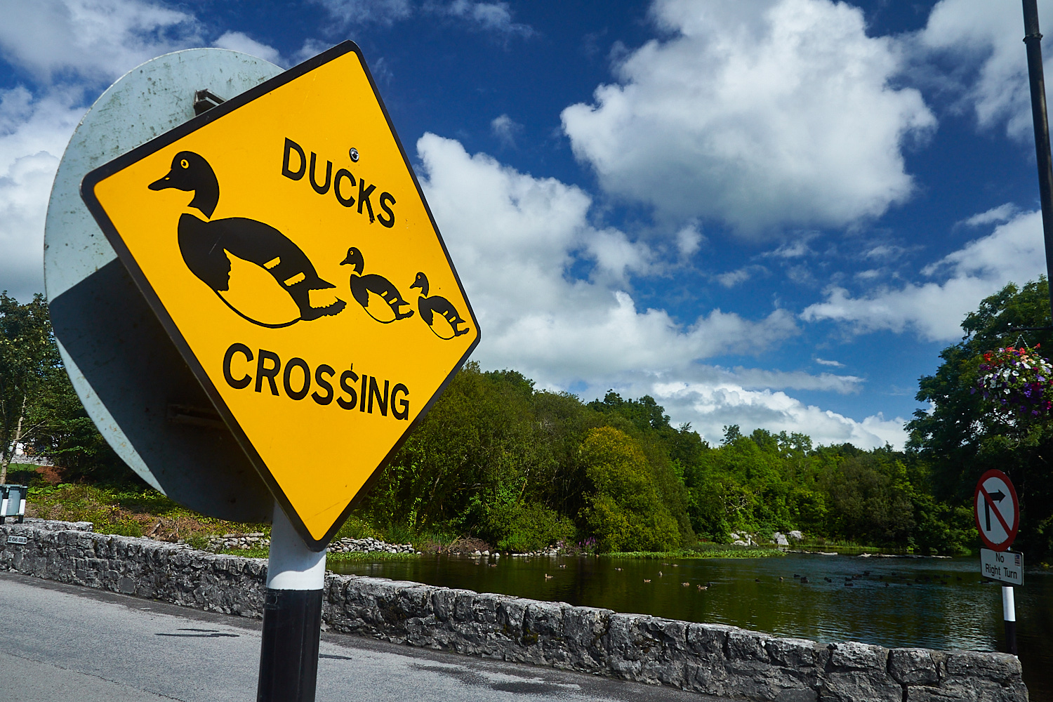 Irlanda - Ducks Crossing